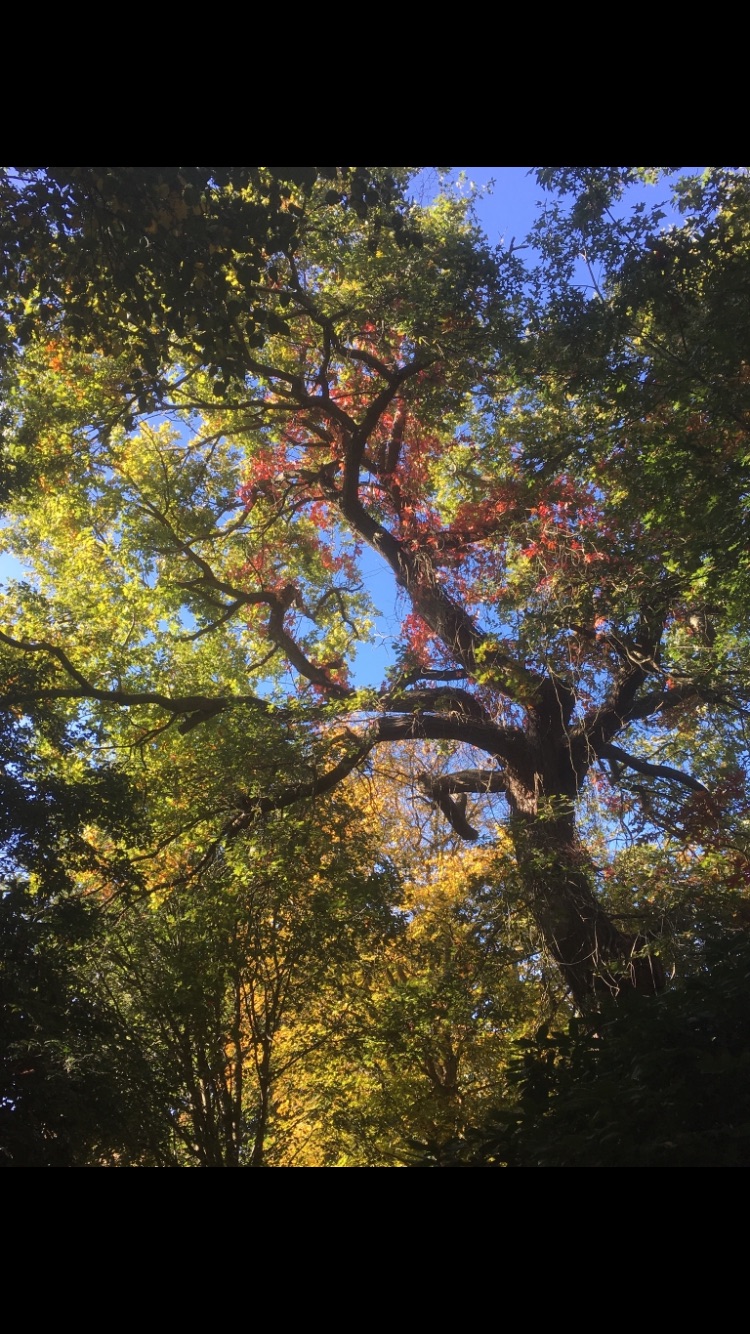 JW Tree Care - Professional Tree Surgery